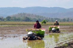Serapan KUR Pertanian Sudah Capai Rp10,2 Triliun, Jatim Tertinggi
