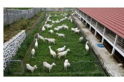 Penuhi Protein Hewani, Kementan Tambah Jumlah Kambing Saanen