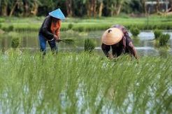 Ada Corona, Pemerintah Harus Perhatikan Petani Sebagai Ujung Tombak Pangan