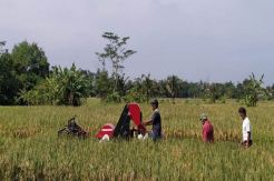 Jangan Nimbun, Stok Beras di Sleman Dijamin Aman