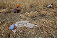 Dampak Wabah Corona, India Terancam Hadapi Krisis Pangan