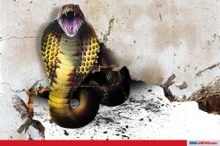 Musim Hujan Tiba, Ular Kobra Teror Permukiman Warga