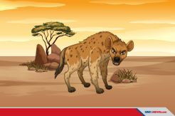 Hal-hal yang Menakjubkan tentang Hewan Buas Hyena Asal Afrika