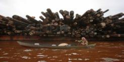 Kayu Gelondongan di Pulau Kembang