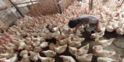 Ayam Picu Inflasi