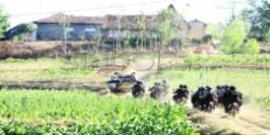 Pasca Kerusuhan Sampang