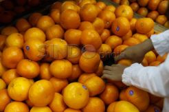 Impor Buah Menurun