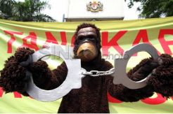 Tangkap Pembunuh Orangutan