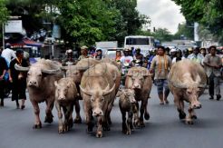Kerbau Bule Keluar Kandang