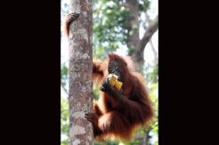 Orangutan Tanjung Puting