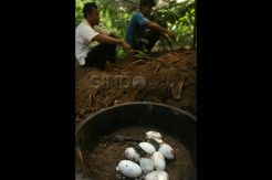 Buaya Menetas