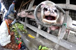 Ritual Sedekah Wilujengan di Kandang Kebo Bule