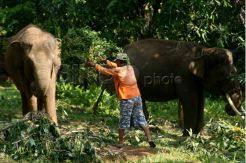 Sita Gajah Sirkus