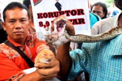 Aksi Ular Makan Tikus