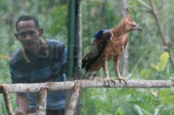 Pelepasan Elang Jawa