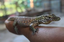 Telur Komodo menetas