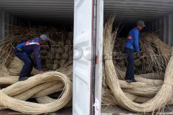 Rotan ilegal