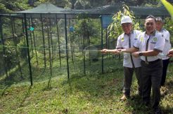 Menhut lepas liarkan burung Jalak Putih