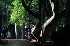Cinta lingkungan, BSD gelar Festival Hijau