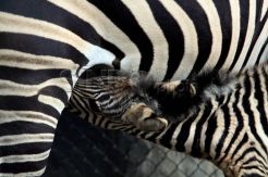 Mentari, anak zebra berusia 4 hari