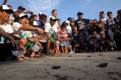 Pelepasan 1200 tukik