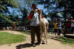 Anak unta koleksi terbaru Kebun Binatang Bandung