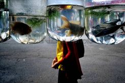 Ikan hias air tawar