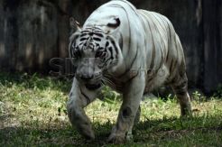 Harimau Benggala Putih yang masih bertahan di KBS