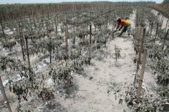 Hiraukan abu vulkanik gunung Kelud, petani nekad meladang