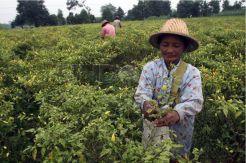 Petani panen cabe pasca letusan gunung Kelud