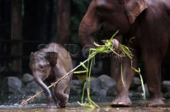 Pangeran keluarga baru Ragunan asal Lampung