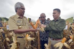 Panen raya jagung hibrida di NTT