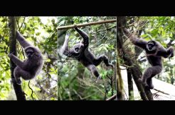 Satu keluarga Owa Jawa dilepasliarkan di Gunung Malabar