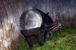 Anak Tapir Sumatera lahir di Bandung