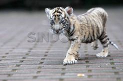 Bayi harimau Sumatera di kebun binatang Bandung belum miliki nama