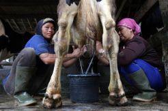 Peternak sapi perah keluhkan ketiadaan koperasi