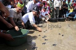 Menhut lepas ratusan tukik di pantai Banyuwangi