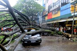 Angin Kencang di Manado Akibatkan Pohon Tumbang