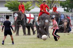 Pelajar Thailand Tanding Bola dengan Gajah