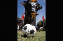 Sepak Bola Gajah vs Mahasiswa, Ajang Promosi Piala Dunia 2014 di Thailand
