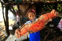 Rajungan Totol Putih Khas Pantura