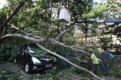 Pohon Tumbang Timpa Innova di Kampus UGM