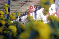 Persiapan Festival Bunga Internasional di Tomohon