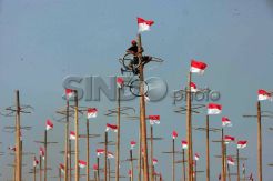 160 Pohon Pinang Siap Dipanjat
