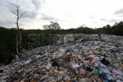 Penimbunan Sampah Ancam Mangrove Bali