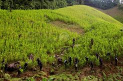 Tentara Kolombia Musnahkan Perkebunan Koka