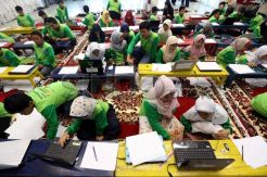 Ratusan Siswa SD Ikuti Workshop Animasi Cak Waw