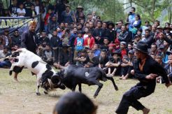 Seni Adu Domba dan Ajang Silaturahmi Peternak