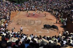 Adu Kerbau saat Perayaan Festival Bulan