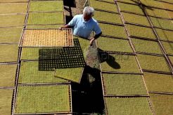 Produksi Tembakau Kampung Bako